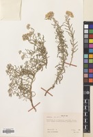 Filed as Achillea tenuifolia Lam. [family COMPOSITAE]