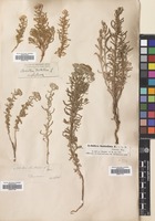 Filed as Achillea tenuifolia Lam. [family COMPOSITAE]