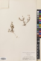 Filed as Matricaria aurea (Loefl.) Sch.Bip. [family COMPOSITAE]