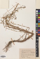 Filed as Matricaria decipiens (Fisch. & Mey.) Koch [family COMPOSITAE]