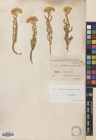 Filed as Achillea biebersteinii Afan. [family COMPOSITAE]