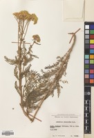 Filed as Achillea biebersteinii Afan. [family COMPOSITAE]
