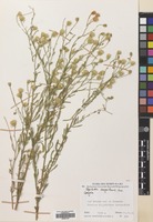 Filed as Pegolettia senegalensis Cass. [family COMPOSITAE]