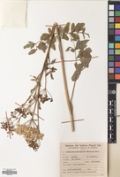 Filed as Heracleum sphondylium L. [family UMBELLIFERAE]