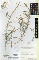 Isotype of Halothamnus afghanicus G.Kothe-Heinrich [family AMARANTHACEAE]