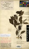 Filed as Prunus cornuta (Wall. ex Royle) Steud. [family ROSACEAE]
