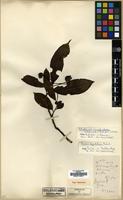Type of Pirus feddei H. Lev. [family ROSACEAE]