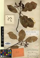 Type of Photinia franchetiana Diels [family ROSACEAE]