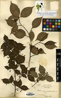 Isotype of Photinia subumbellata Rehder & E.H.Wilson [family ROSACEAE]