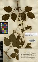 Isotype of Rubus iceniensis Newton & H.E.Weber [family ROSACEAE]