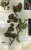 Holotype of Pyrus hakkiarica Browicz [family ROSACEAE]