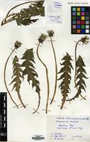 Filed as Taraxacum planum Raunk. [family COMPOSITAE]
