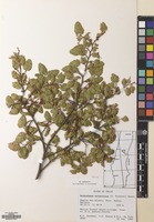 Filed as Nothofagus antarctica (G.Forst.) Oerst. [family NOTHOFAGACEAE]