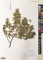 Filed as Nothofagus antarctica (G.Forst.) Oerst. [family NOTHOFAGACEAE]
