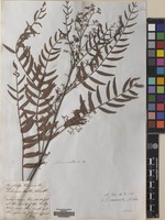 Filed as Schinus molle L. [family ANACARDIACEAE]