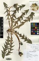 Filed as Taraxacum dilatatum H. Lindb. [family COMPOSITAE]