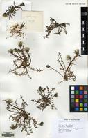 Filed as Taraxacum arenastrum A.J.Richards [family COMPOSITAE]