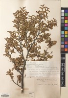 Filed as Nothofagus antarctica (G.Forst.) Oerst. [family NOTHOFAGACEAE]