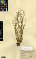 Syntype of Isoetes japonica A.Braun [family ISOETACEAE]