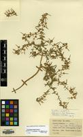 Holotype of Geranium tuberosum L. ssp. deserti-syriacum P.H. Davis [family GERANIACEAE]