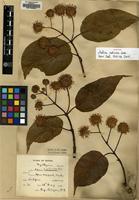 Isosyntype of Adina indivisa Lace [family RUBIACEAE]