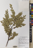 Filed as Nothofagus dombeyi (Mirb.) Oerst. [family NOTHOFAGACEAE]