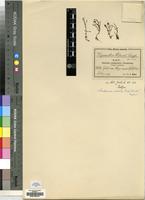 Isotype of Ilysanthes wilmsii Engl. [family LINDERNIACEAE]