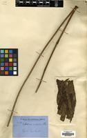 Isosyntype of Nephrodium brownii Desv. [family DRYOPTERIDACEAE]