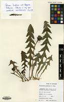 Filed as Taraxacum quadrans H. Ollg. [family COMPOSITAE]
