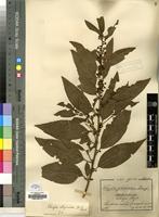 Type of Clutia glabrescens Knauf [family EUPHORBIACEAE]