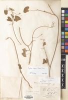 Filed as Pergularia daemia (Forssk.) Chiov. [family APOCYNACEAE]