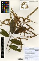 Filed as Homalium ogoouense Pellegr. [family SALICACEAE]