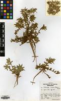 Holotype of Craterocapsa tarsodes Hilliard&B.L.Burtt [family CAMPANULACEAE]