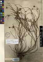 Type of Vernonia buchananii Baker [family COMPOSITAE]