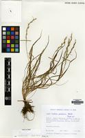 Filed as Lolium persicum Boiss. [family GRAMINEAE]