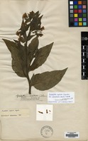 Isolectotype of Symphytum armeniacum Buckn. [family BORAGINACEAE]