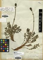 Lectotype of Acaena cuneata Hook. & Arn. [family ROSACEAE]