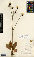 Type of Hieracium pictorum Linton var. dasythrix Linton [family COMPOSITAE]