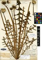 Lectotype of Taraxacum tanyphyllum Dahlst. [family COMPOSITAE]