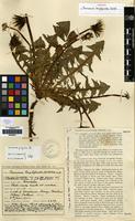Syntype of Taraxacum tanylepioides Dahlst. [family COMPOSITAE]