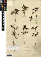 Holotype of Lonicera standishii Hock. var. monbeigii W.W.Sm. [family CAPRIFOLIACEAE]