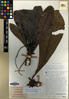 Isotype of Terminalia archipelagi Coode [family COMBRETACEAE]
