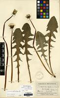 Lectotype of Taraxacum cophocentrum Dahlst. [family COMPOSITAE]