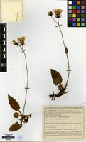 Isotype of Hieracium dasypodum Dahlst. [family COMPOSITAE]