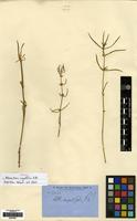 Isotype of Alternanthera angustifolia R.Br. [family AMARANTHACEAE]