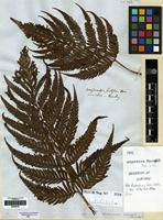 Type of Woodwardia prolifera Hook. & Arn. [family BLECHNACEAE]