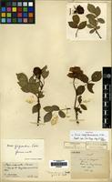 Syntype of Rosa tongchouanensis H. Lev. [family ROSACEAE]