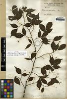 Syntype of Photinia parvifolia (Pritz.) C.K.Schneid. [family ROSACEAE]