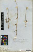 Type of Gomphrena rodantha Moq. [family AMARANTHACEAE]