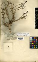 Isotype of Sevada schimperi Moq. [family AMARANTHACEAE]